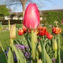 Tulipa frangee 'Burgundy Lace' PB 2